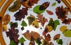 Gozd jeseni pri Miškolinih ter začetek Cicibralčka